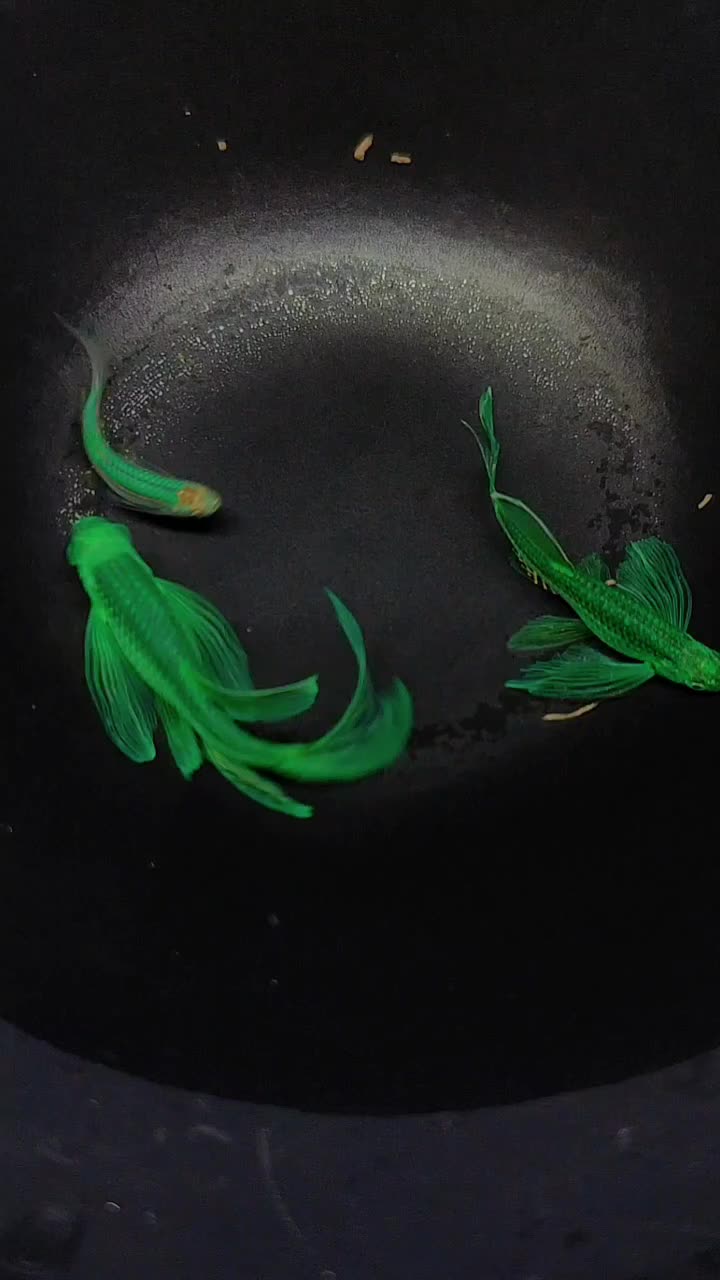 妖艳绿蝶翼斑马鱼每个阶段进化颜值对比