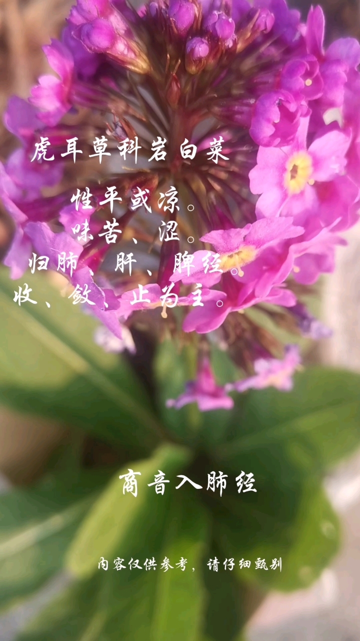 岩白菜。开花了