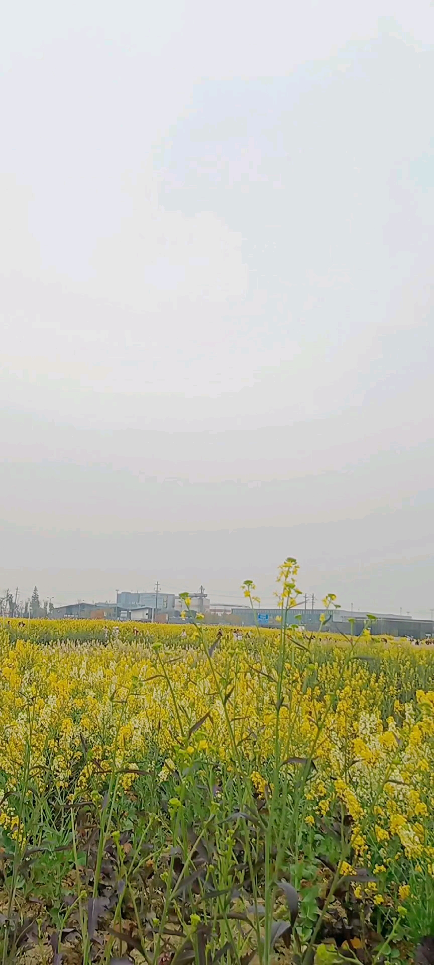 油菜花宛如大自然的调色板,黄色的花瓣、绿色的茎叶,交织成一幅