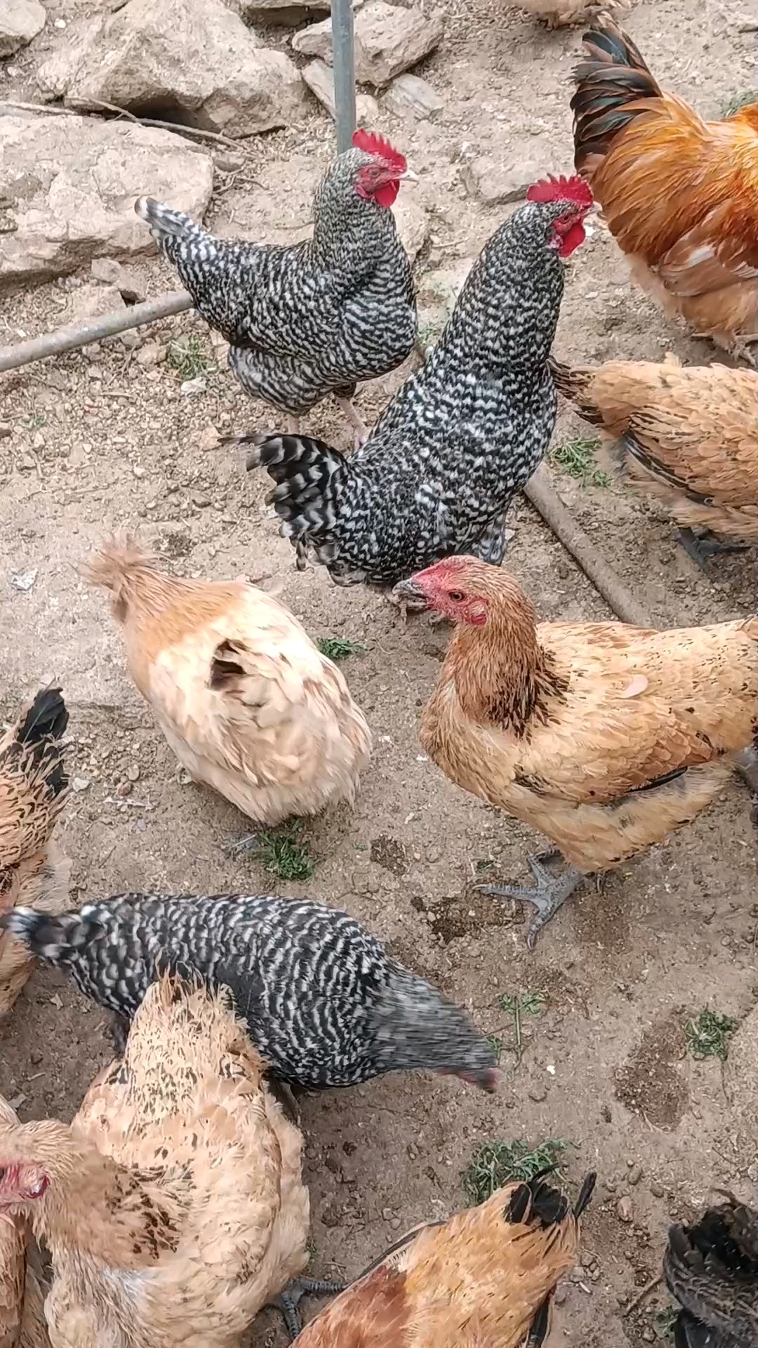 绿壳芦花鸡,7个月开产了,网购鸡蛋孵化的小鸡长大了,