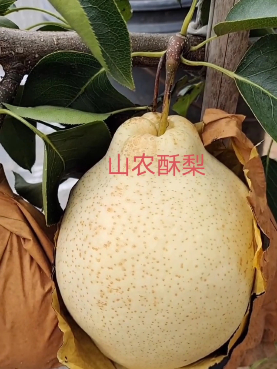 山农酥梨,果树种植技术