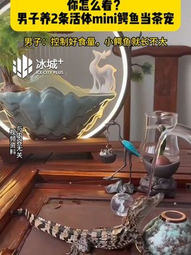 你怎么看?男子养2条活体mini鳄鱼当茶宠 近日,浙江。一男子晒出自己养的特殊茶宠:2条活