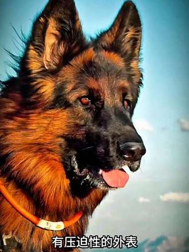 德牧——军、警犬的首选 德牧 萌宠出道计划 军犬 警犬 狗狗