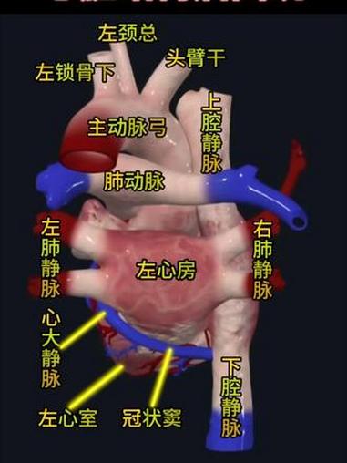 心脏结构后面观,全网难得,点赞收藏一下吧!#心脏 #心脏解剖 #心脏结构 #心脏病 #心血