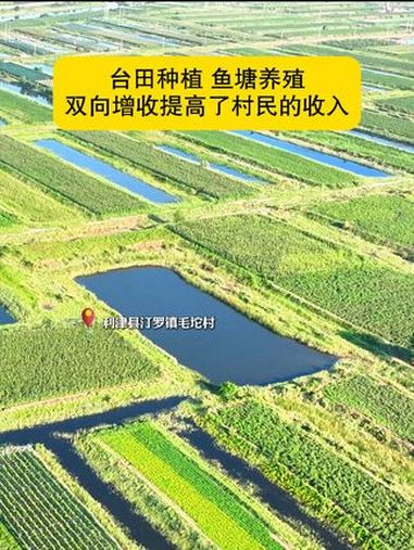利津县汀罗镇毛坨村:“上农下渔”让盐碱地迸发新生机 东营 利津 上农下渔