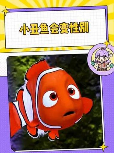 我是说尼莫的妈妈其实一开始和尼莫爸爸是兄弟 尼莫 小丑鱼 科普一下