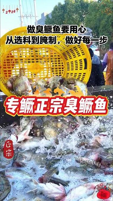 鲜鱼腌制，净膛去腮，古法腌制#臭鳜鱼 #专鳜臭鳜鱼 #源头厂家 #安徽特产 #产地直发