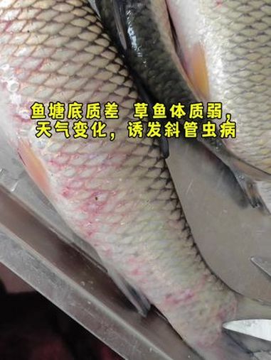 草鱼 斜管虫 肝损伤 应激 出血