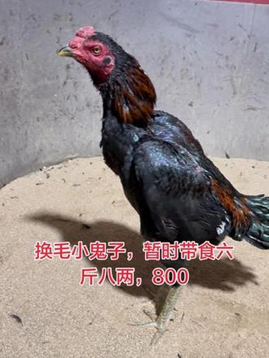 换毛小鬼子,暂时带食六斤八两,800,暂时有点缺膘,性还不太稳,毛马上齐了!创作者扶持计划