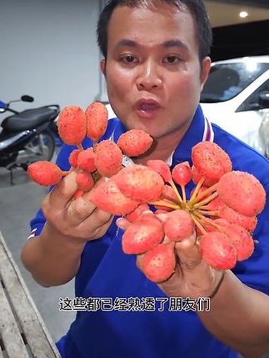 散步带回鲜甜野生鸡嗉子果 泰国生活 泰国没见过的水果 泰国大叔 泰国农村美食 味道好极了你