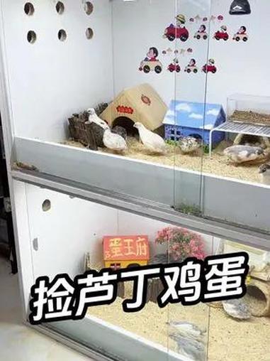 快看队长家小鸡下了满满的蛋!养一窝芦丁鸡真的可以实现捡蛋自由啊!观赏鸡 芦丁鸡 我的萌宠 