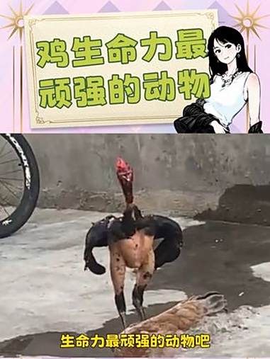 鸡简直是buff叠满了啊！鸡 神奇动物在中国 万万想不到 鸡毛飞上天 内容启发搜索