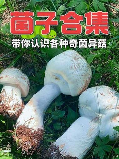 菌子合集 带你认识各种奇菌异菇#科普一下 #创作者中心 #创作灵感 #采蘑菇 #野生菌