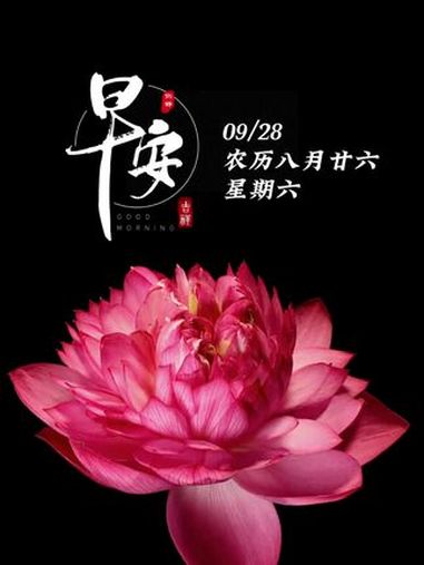 每日早安|荷花盛放,如意吉祥,新的一天,愿您喜气盈门,美梦成真。早安!