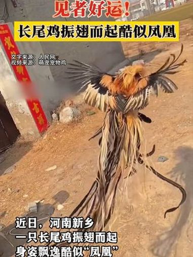 见者好运!长尾鸡振翅而起酷似凤凰