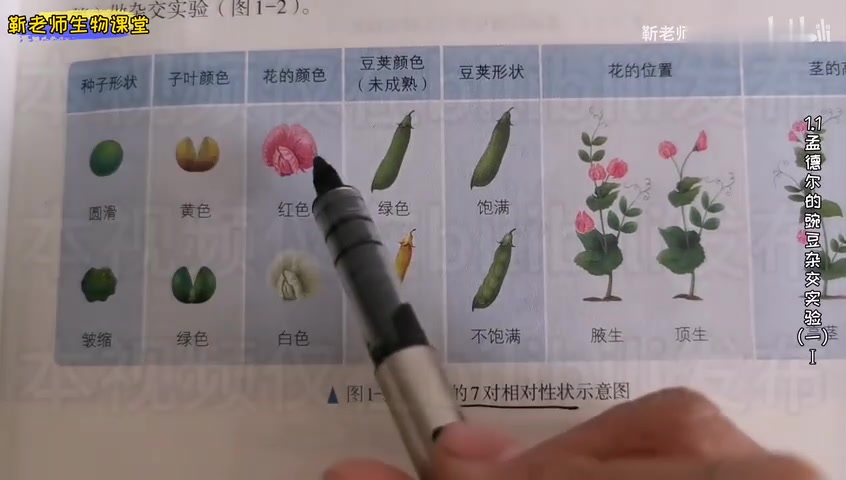 [图]「全书更完」高中生物必修二(2)遗传与进化 1.1 孟德尔的豌豆杂交实验(一)Ⅰ