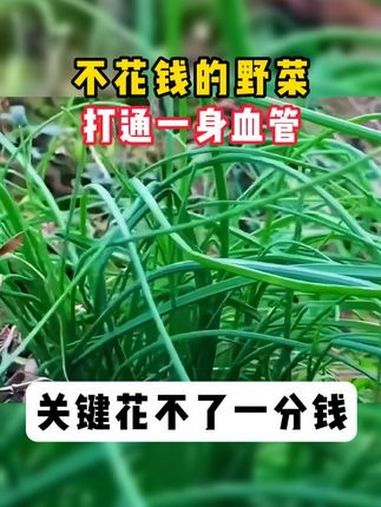 不花钱的野菜,打通一身血管,关键花不了一分钱!健康科普 中医 王颖辉医生 抖出健康知识宝藏