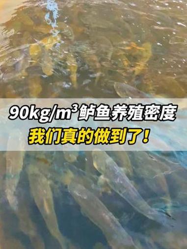 90kg/m鲈鱼养殖密度，我们真的做到了！水产养殖 工厂化循环水养殖 智慧渔业 高密度水产