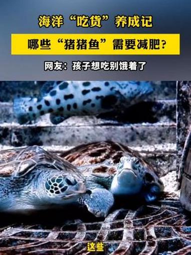 亚特兰蒂斯水族馆的“猪猪鱼”养成记! 快来围观海洋“吃货”们的干饭日常,看看哪个“盆友”该