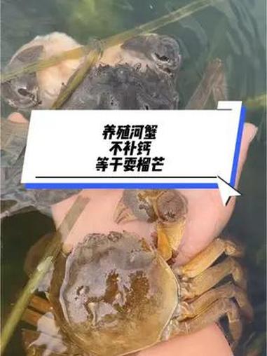 热门 养殖河蟹不补钙等于耍榴芒 四大家鱼养殖 水产养殖技术 鱼虾蟹