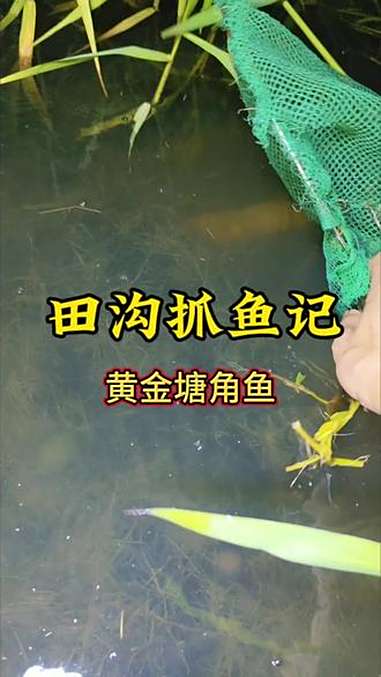 田沟里惊现黄金大塘角鱼 乡村生活抓鱼趣事 创作者中心 创作灵感 抓鱼 抓鱼摸虾