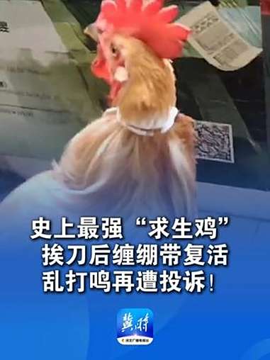 公鸡打鸣遭投诉 女子杀鸡“杀不死”不忍心用云南白药包扎“活过来了”“还是乱打鸣,又遭投诉,