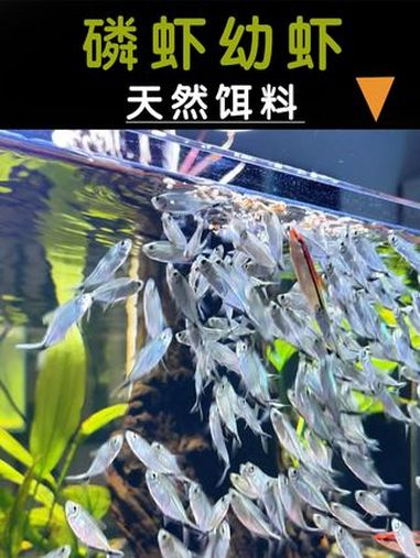鱼龟吃磷虾有什么好处?尤其是纯肉的幼虾!喂鱼 鱼粮 磷虾 养鱼日记 水族
