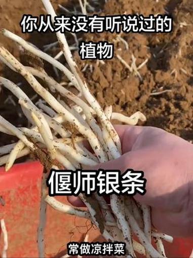 它是国家地理标志产品 却是很多人从来都没有听说过的存在——偃师银条 家乡的味道 地方特产 