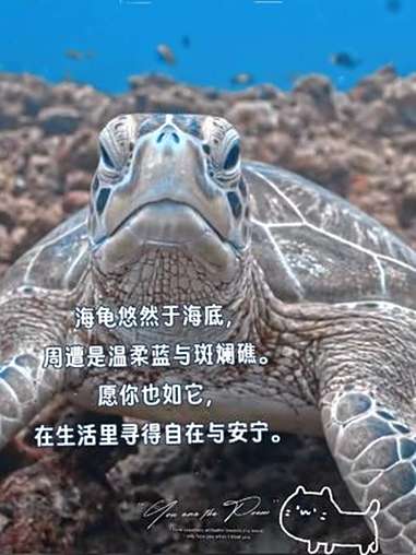 跃入湛蓝，潜入奇妙的海底世界，鱼儿自在游弋，美得像梦一样。海底太漂亮了 鱼儿自由自在的水中