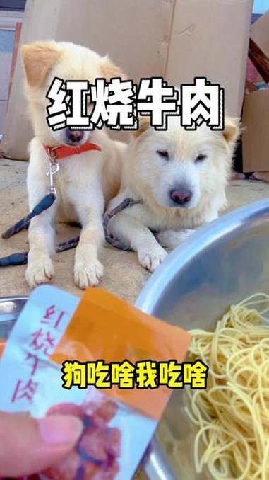 狗吃啥我吃啥 红烧牛肉 牛肉干 宠物vlog 萌宠出道计划