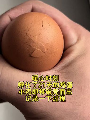 即将破壳而出的小鸡 每日一笑