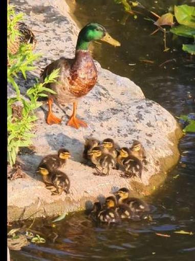 保护野生动物，共建和谐家园#原创视频 #动物 #野鸭 #野生动物零距离 #萌萌哒