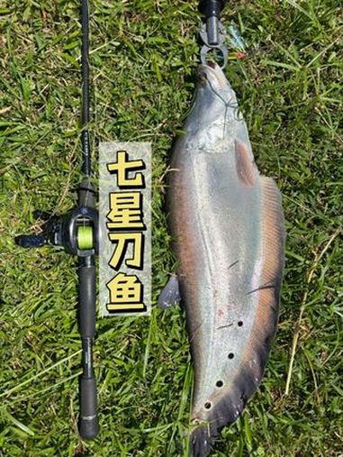 七星刀鱼 路亚 钓鱼 万物皆可种草搜