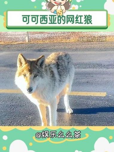 当狼王饥一顿饱一顿,当网红鸡一顿堡一顿 万万没想到 网红狼 可可西亚 内容启发搜索