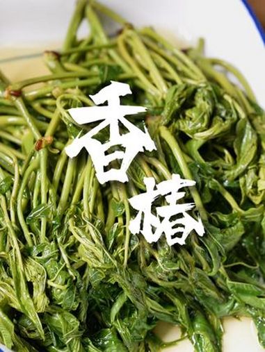 宁波头茬香椿“出山”!有人为它痴迷,有人望而却步(来源:江北发布)香椿 春菜 食在宁波 春