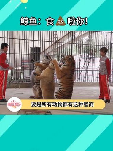 这会不会是鲸鱼对人类的一种反抗呢 鲸鱼 动物表演 海洋生物