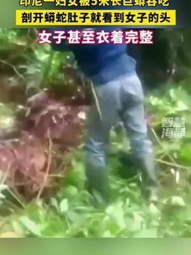 印尼一妇女被5米长巨蟒吞吃!剖开蟒蛇肚子就看到女子的头,女子甚至衣着完整
