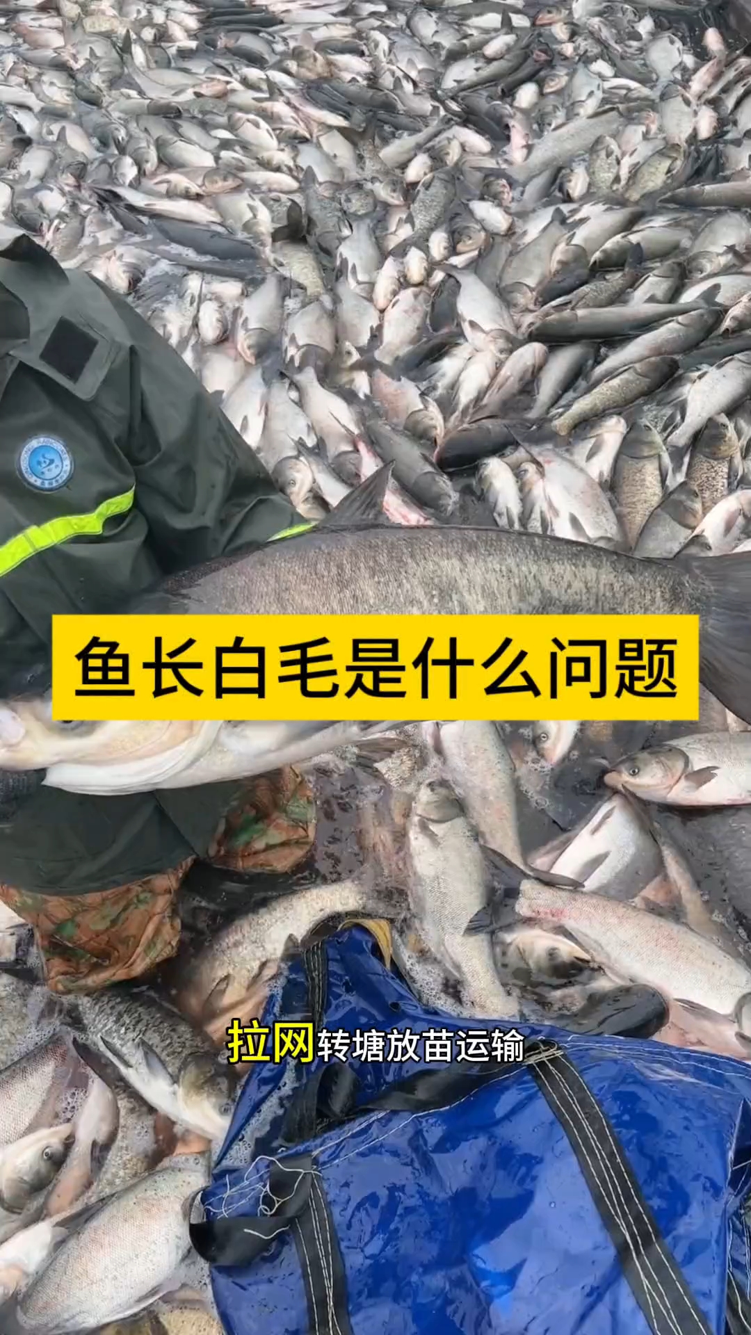鱼体长白毛是什么怎么处理