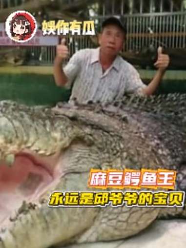 麻豆鳄鱼王,永远是邱爷爷的宝贝 动物 鳄鱼 鳄鱼小河 泪目