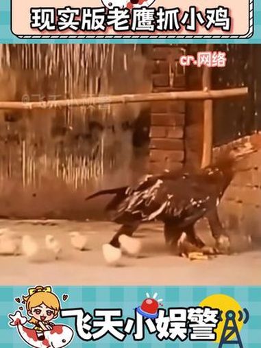 老鹰:一口一个港荣蒸蛋糕 好吃不上火 老鹰抓小鸡 动物的迷惑行为 神奇动物在哪里