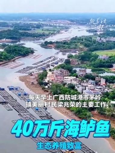 广西防城港：咸淡水交融处养出“致富鱼” #鲈鱼 #网箱养殖 #生态养殖 #茅岭江 #广西防