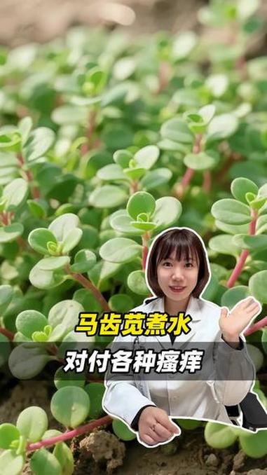 马齿苋煮水 #涨知识 #抖出健康知识宝藏 #养生
