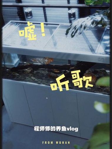 感觉至上!龙鱼 养鱼日记 红龙 印尼红龙 水鸦鱼缸