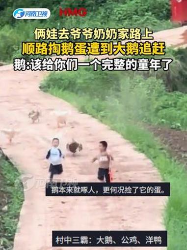 俩娃去爷爷奶奶家路上，顺路掏鹅蛋遭到大鹅追赶，鹅：该给你们一个完整的童年了！来源：@悍Si