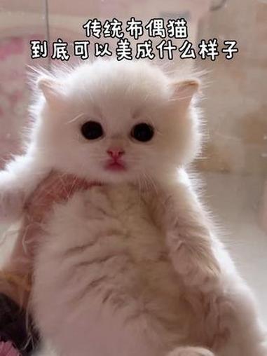 金色的汤圆是椰蓉馅的 #钻石娃娃布偶猫 #稀有色布偶猫 #火焰色布偶猫 #ZDOLL猫砂