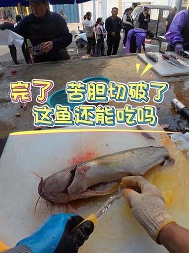 不小心把客户的鱼苦胆切破了 还能吃吗 老板这样处理正确吗 #杀鱼技术 #刀工 #菜市场 #
