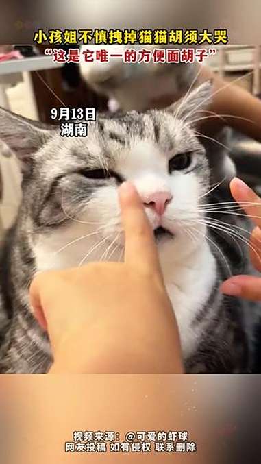 小孩姐的无心之举,拽掉猫猫唯一“方便面胡子”,崩溃大哭太戳心。@可爱的虾球