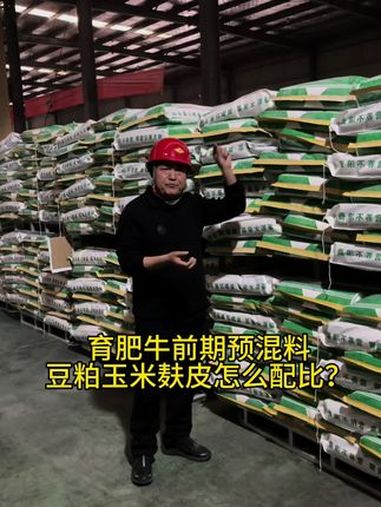 育肥牛前期预混料,豆粕玉米麸皮怎么配比?肉牛养殖 养牛技术 教授说牛羊 肉牛饲料配方 农村