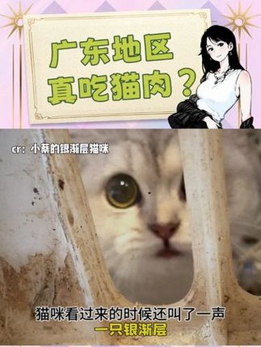 不是,我一直以为没人吃猫肉的!猫咪 广东 震惊 万万想不到 内容启发搜索