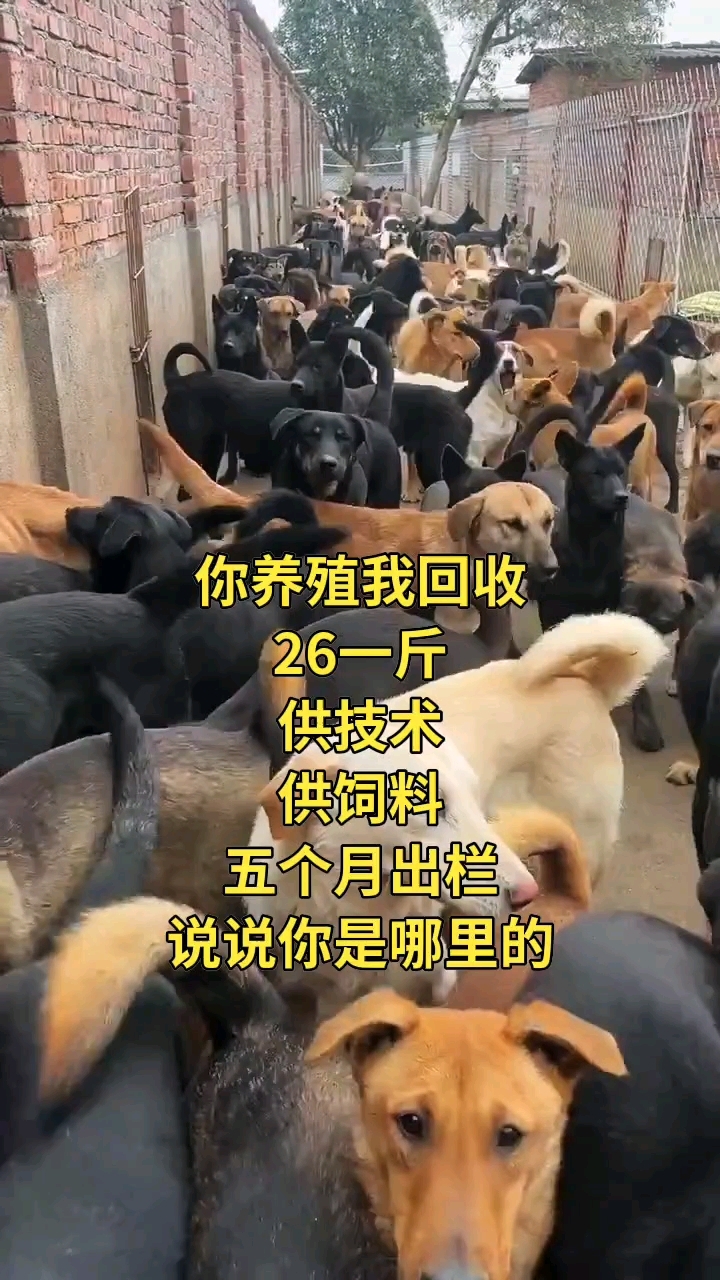 肉狗养殖,农村创业项目
